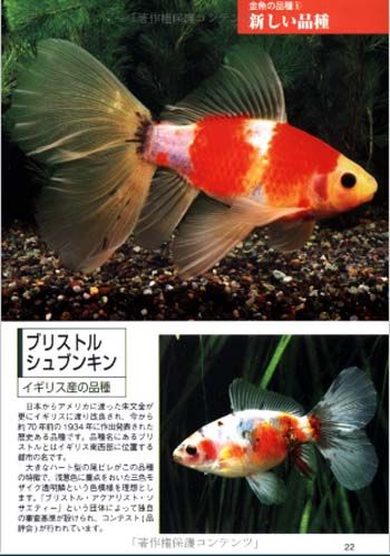 Fish Book Japanese Goldfish Ranchu Catalogue 5  