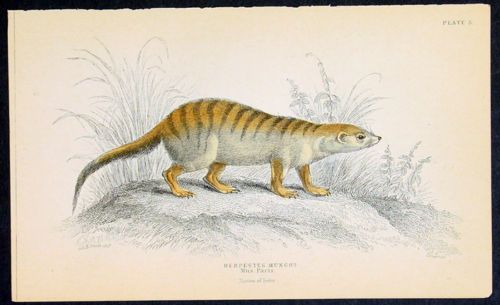 1833 Jardine Antique Animal Print   Herpestes Mungo  