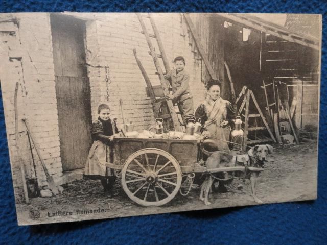 Lattiere Flamande. Belgium. Flemish Dog Cart. Looks like they are 