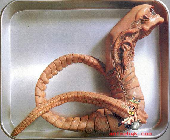 Movie Alien Chest Burster 1/1 Vinyl Model Kit 36inch.  