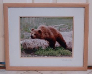 KENNAN WARD PHOTOGRAPH ALASKAN BROWN BEAR TREE HUGGER  
