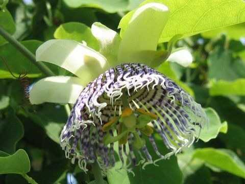 Passiflora Actinia seeds SEA ANEMONE PASSION FLOWER  