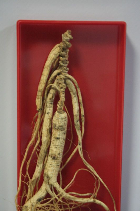 WILD JILIN GINGENG, CHINA MINIMUM 10 YEARS HUMAN GINSENG  