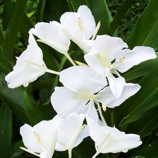 HAWAIIAN WHITE GINGER ♥ Fragrance Oil 1/2 oz  