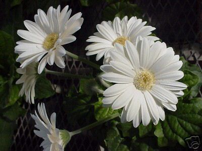 WHITE SHADES FESTIVAL GERBERA DAISY SEEDS SOFT & LOVELY  