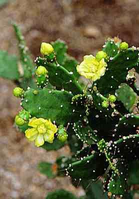 Opuntia Argentina   RARE Gorgeus cactus   