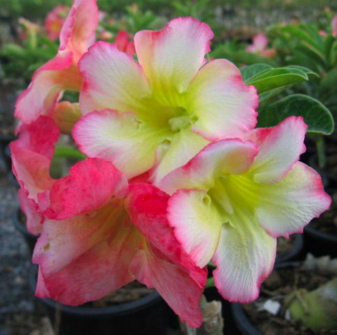 ADENIUM OBESUM DESERT ROSELemon pink 50 SEEDS  