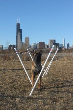 Dog Agility Equipment Stick In The Ground Weave Poles 722301782446 