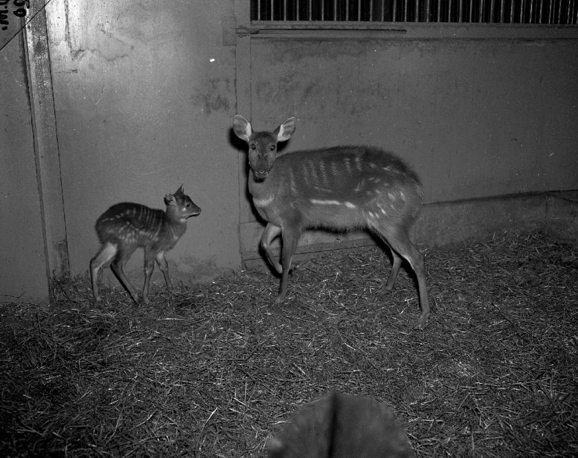 Offering an original 1944 negative of Baby Sitatunga Brookfield Zoo.