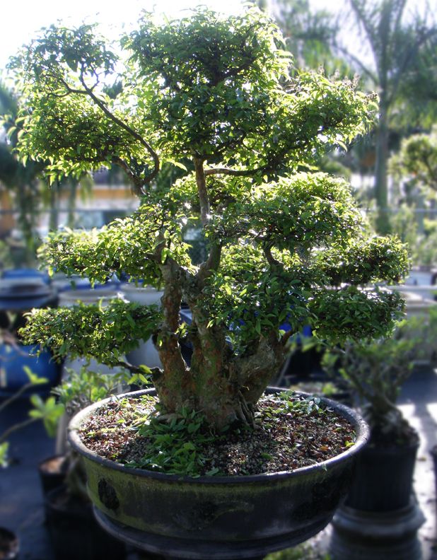 Crape Myrtle Bonsai Tree 63 Tall Large Specimen  