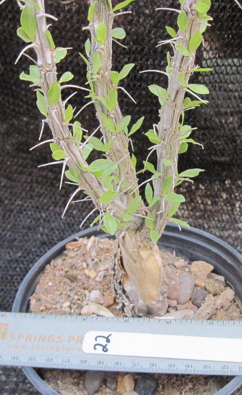 Care tips for our caudiciform plants can be found at fat plants.