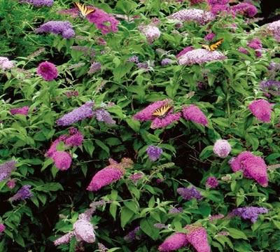 Butterfly Bush (Buddleia davidii)  