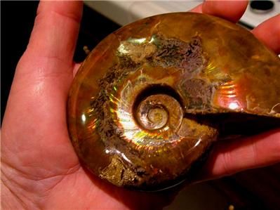 Red & Green A+ IRIDESCENT AMMOLITE AMMONITE FOSSIL  