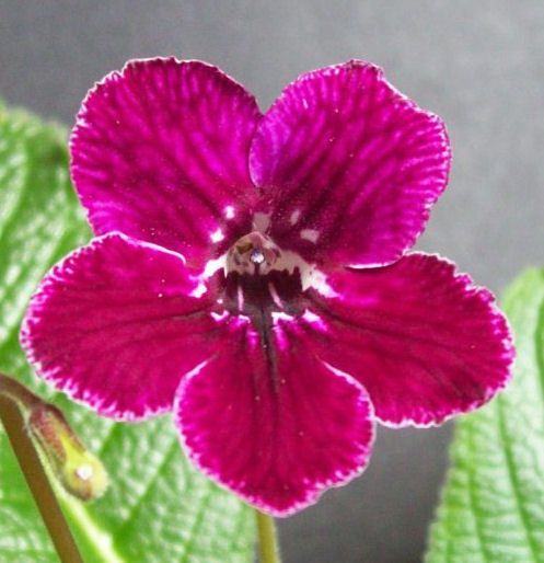 Fresh Streptocarpus Leonie Seeds  